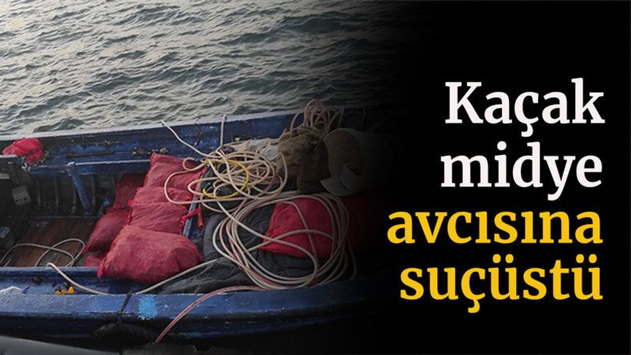 Kaçak midye avcısına suçüstü baskın
